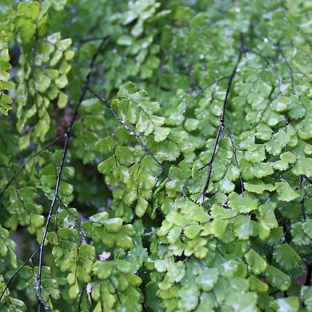 Quintinha Da Romana Camara de Lobos Ngoại thất bức ảnh
