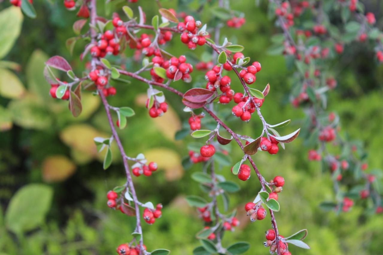 Quintinha Da Romana Camara de Lobos Ngoại thất bức ảnh