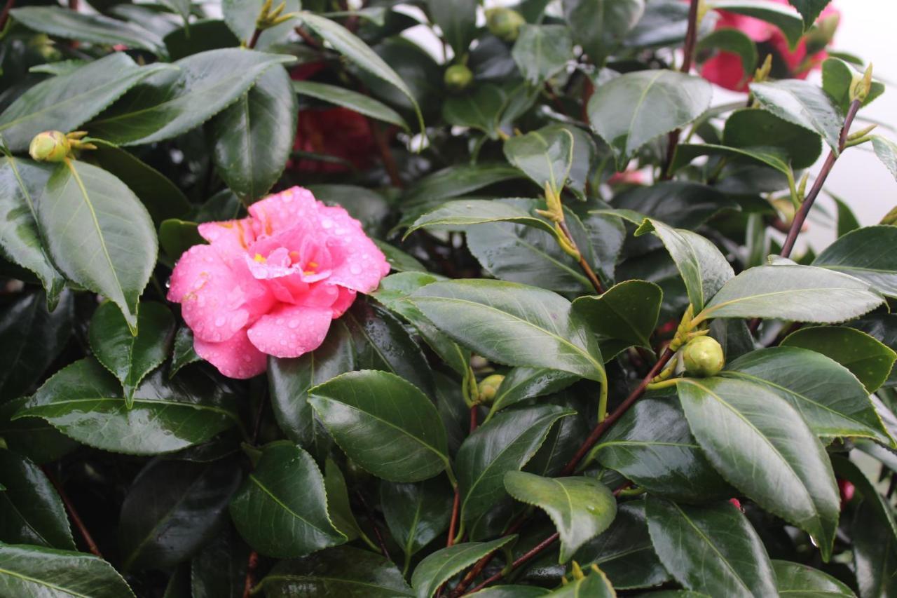 Quintinha Da Romana Camara de Lobos Ngoại thất bức ảnh