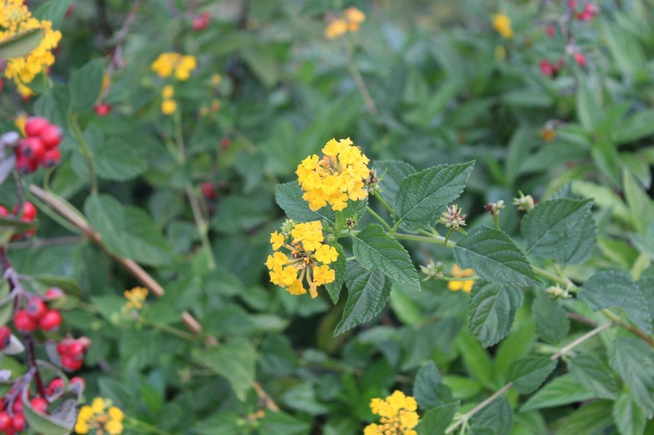 Quintinha Da Romana Camara de Lobos Ngoại thất bức ảnh
