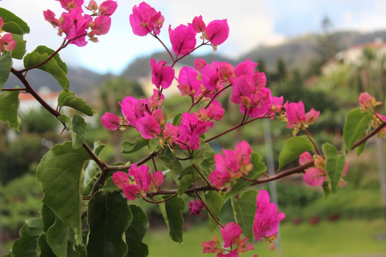 Quintinha Da Romana Camara de Lobos Ngoại thất bức ảnh