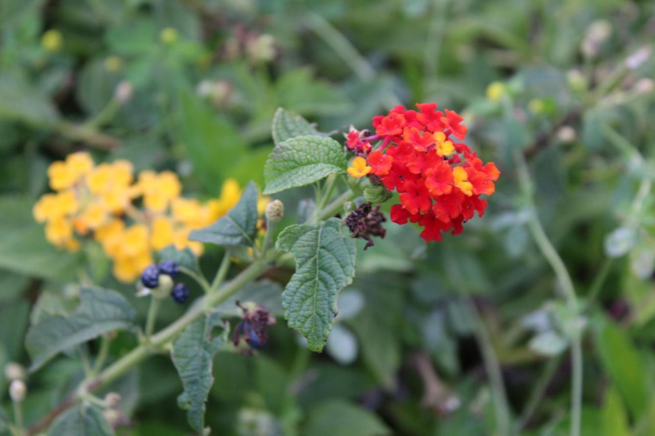 Quintinha Da Romana Camara de Lobos Ngoại thất bức ảnh