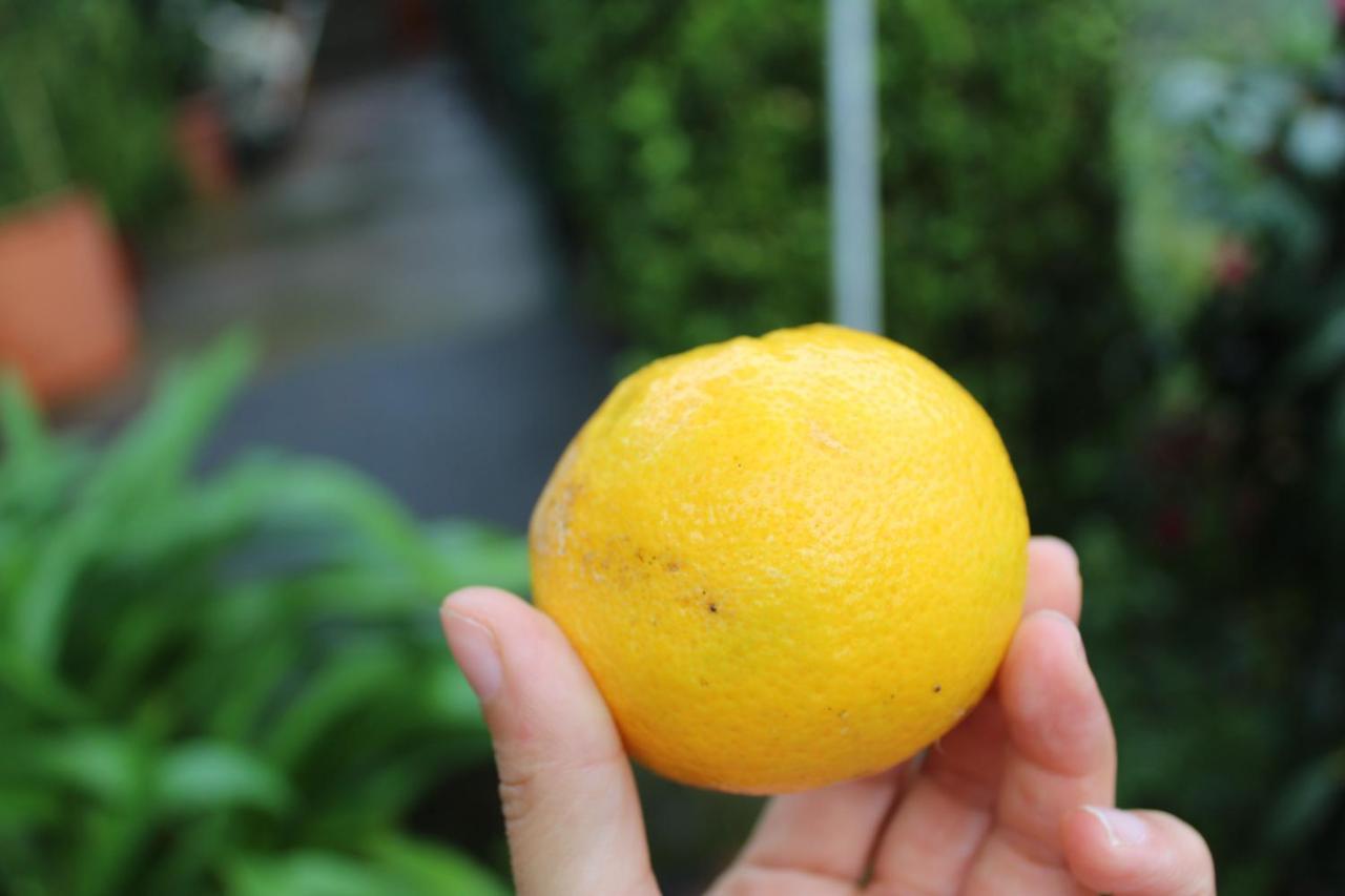 Quintinha Da Romana Camara de Lobos Ngoại thất bức ảnh
