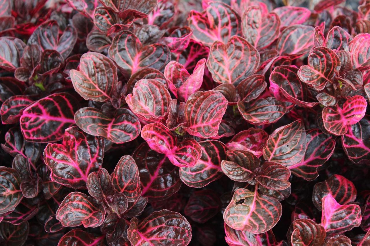 Quintinha Da Romana Camara de Lobos Ngoại thất bức ảnh
