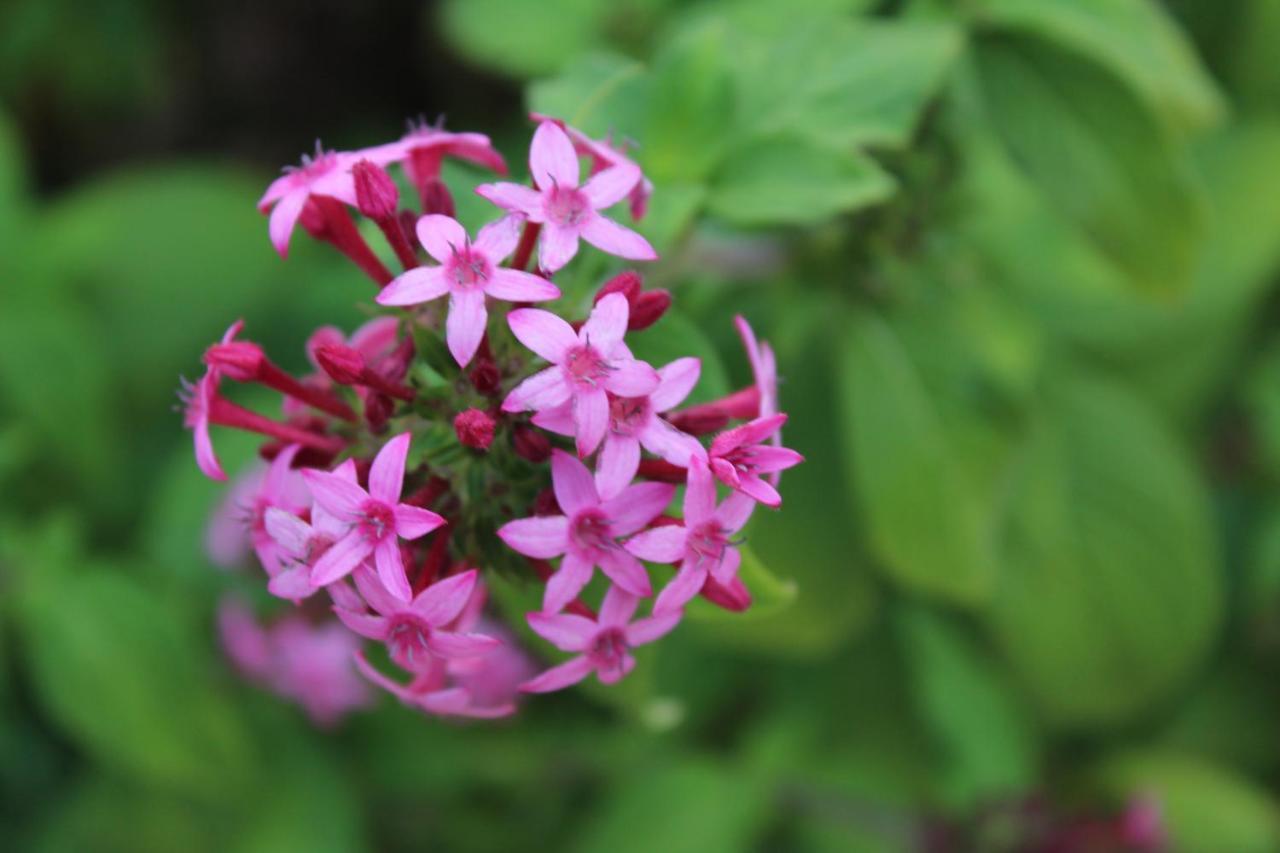 Quintinha Da Romana Camara de Lobos Ngoại thất bức ảnh