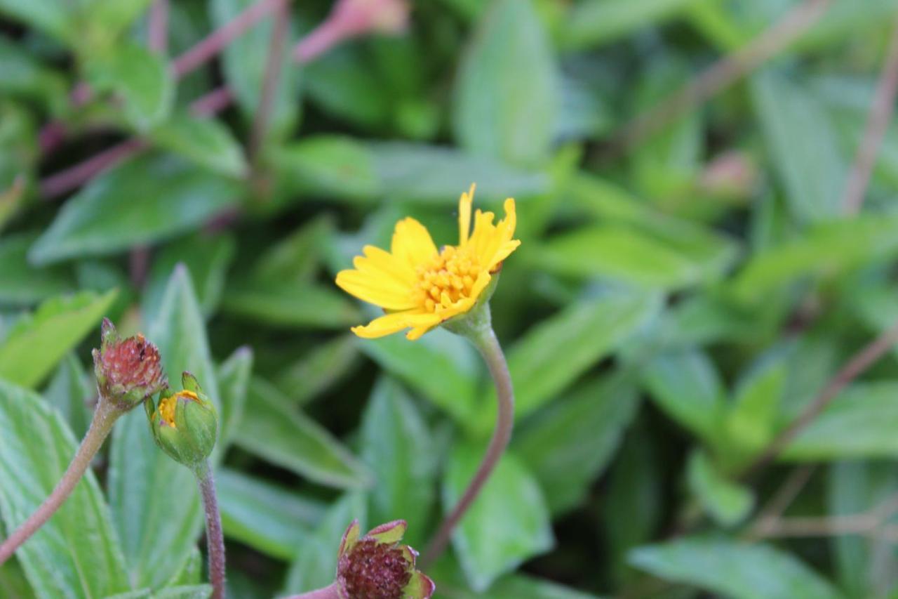 Quintinha Da Romana Camara de Lobos Ngoại thất bức ảnh