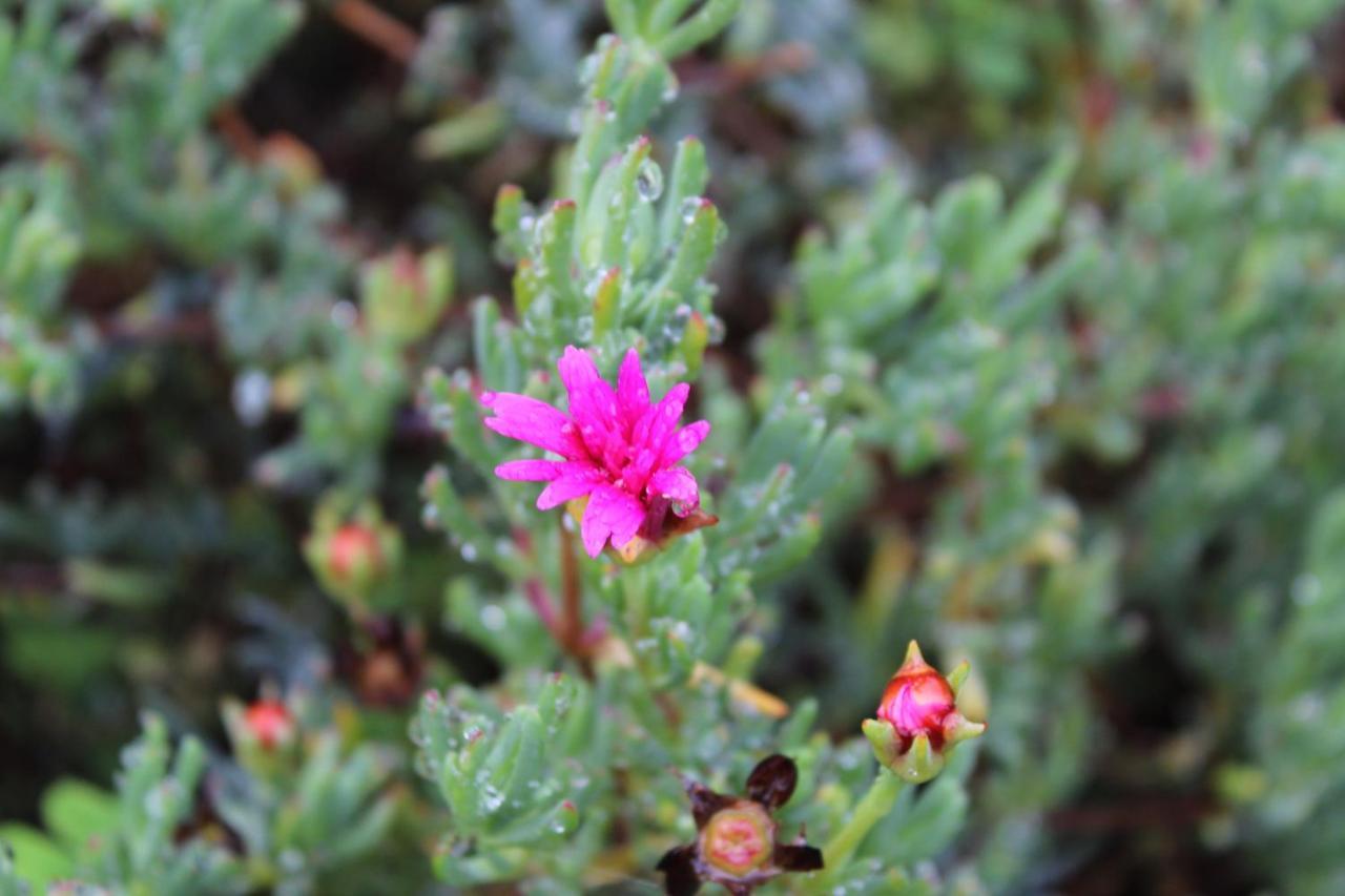 Quintinha Da Romana Camara de Lobos Ngoại thất bức ảnh